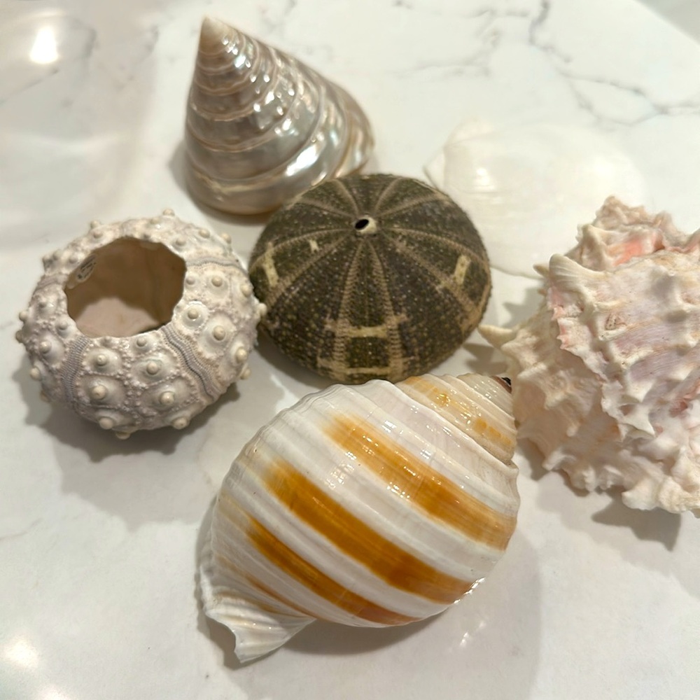 Decorative Seashells - Picture 4 of 11